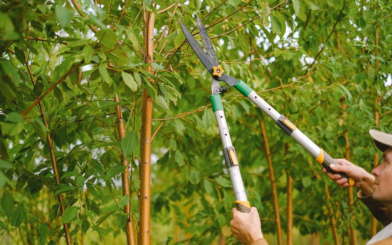 Tree trimming in Thorp, WA